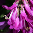 Blütenfoto Hedysarum hedysaroides