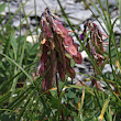 Fruchtfoto Hedysarum hedysaroides