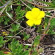 Portraitfoto Helianthemum alpestre