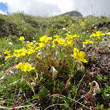 Habitusfoto Helianthemum alpestre