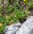 Blätterfoto Helianthemum alpestre