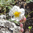 Portraitfoto Helianthemum apenninum