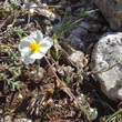 Habitusfoto Helianthemum apenninum