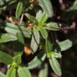 Blätterfoto Helianthemum nummularium subsp. grandiflorum