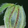 Foto von Besonderheit Helianthemum nummularium subsp. grandiflorum
