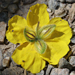 Foto Kelch Helianthemum nummularium subsp. grandiflorum