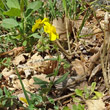 Habitusfoto Helianthemum nummularium subsp. grandiflorum