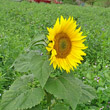 Portraitfoto Helianthus annuus