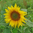 Blütenfoto Helianthus annuus