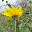 Blütenfoto Helianthus tuberosus