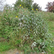 Habitusfoto Helianthus tuberosus