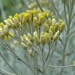 Foto Kelch Helichrysum italicum