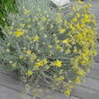 Habitusfoto Helichrysum italicum