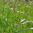 Blütenfoto Helictotrichon pubescens