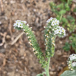 Portraitfoto Heliotropium europaeum
