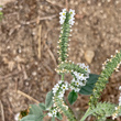 Bl&uuml;tenfoto Heliotropium europaeum