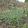 Habitusfoto Heliotropium europaeum