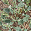 Bl&auml;tterfoto Heliotropium europaeum