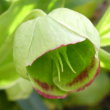 Portraitfoto Helleborus foetidus