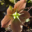 Fruchtfoto Helleborus niger