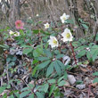 Foto von Besonderheit Helleborus niger