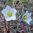 Portraitfoto Helleborus niger