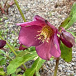 Blütenfoto Helleborus orientalis