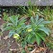 Habitusfoto Helleborus viridis