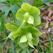 Fruchtfoto Helleborus viridis