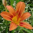 Portraitfoto Hemerocallis fulva