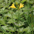 Habitusfoto Hemerocallis lilio-aspodelus