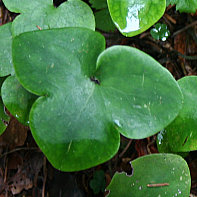 Blätterfoto Hepatica nobilis