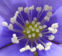 Foto von Besonderheit Hepatica nobilis