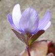 Stängel-/Stammfoto Hepatica nobilis