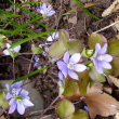 Habitusfoto Hepatica nobilis