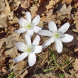 Blütenfoto Hepatica nobilis
