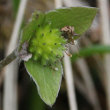 Fruchtfoto Hepatica nobilis