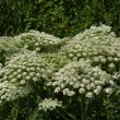 Portraitfoto Heracleum mantegazzianum