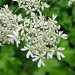 Blütenfoto Heracleum sphondylium