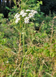 Habitusfoto Heracleum sphondylium