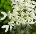 Foto von Besonderheit Heracleum sphondylium ssp. elegans