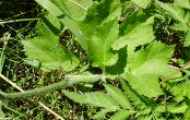 Blätterfoto Heracleum sphondylium ssp. elegans