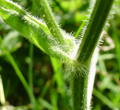 Stängel-/Stammfoto Heracleum sphondylium ssp. elegans