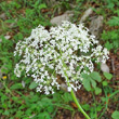 Portraitfoto Heracleum sphondylium subsp. alpinum