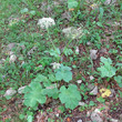 Habitusfoto Heracleum sphondylium subsp. alpinum