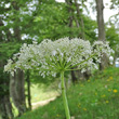 Foto von Besonderheit Heracleum sphondylium subsp. alpinum