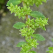 Blütenfoto Herniaria hirsuta