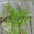 Habitusfoto Herniaria hirsuta