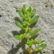Blätterfoto Herniaria hirsuta