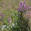 Habitusfoto Hesperis matronalis